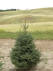 Engelmann Spruce